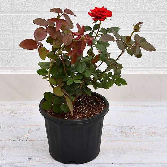 Rose (Red) - Plant