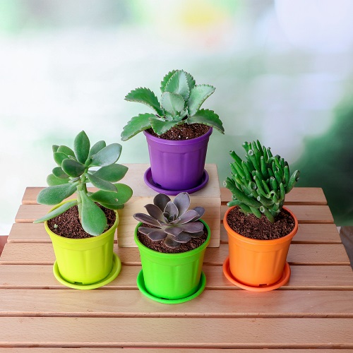 Top 4 Die Hard Succulents Pack